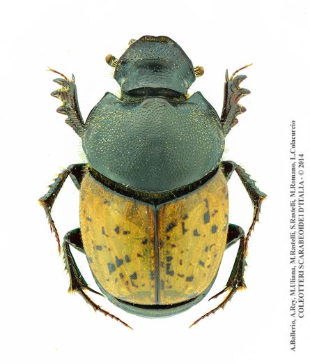 Onthophagus gibbulus gibbulus, femmina